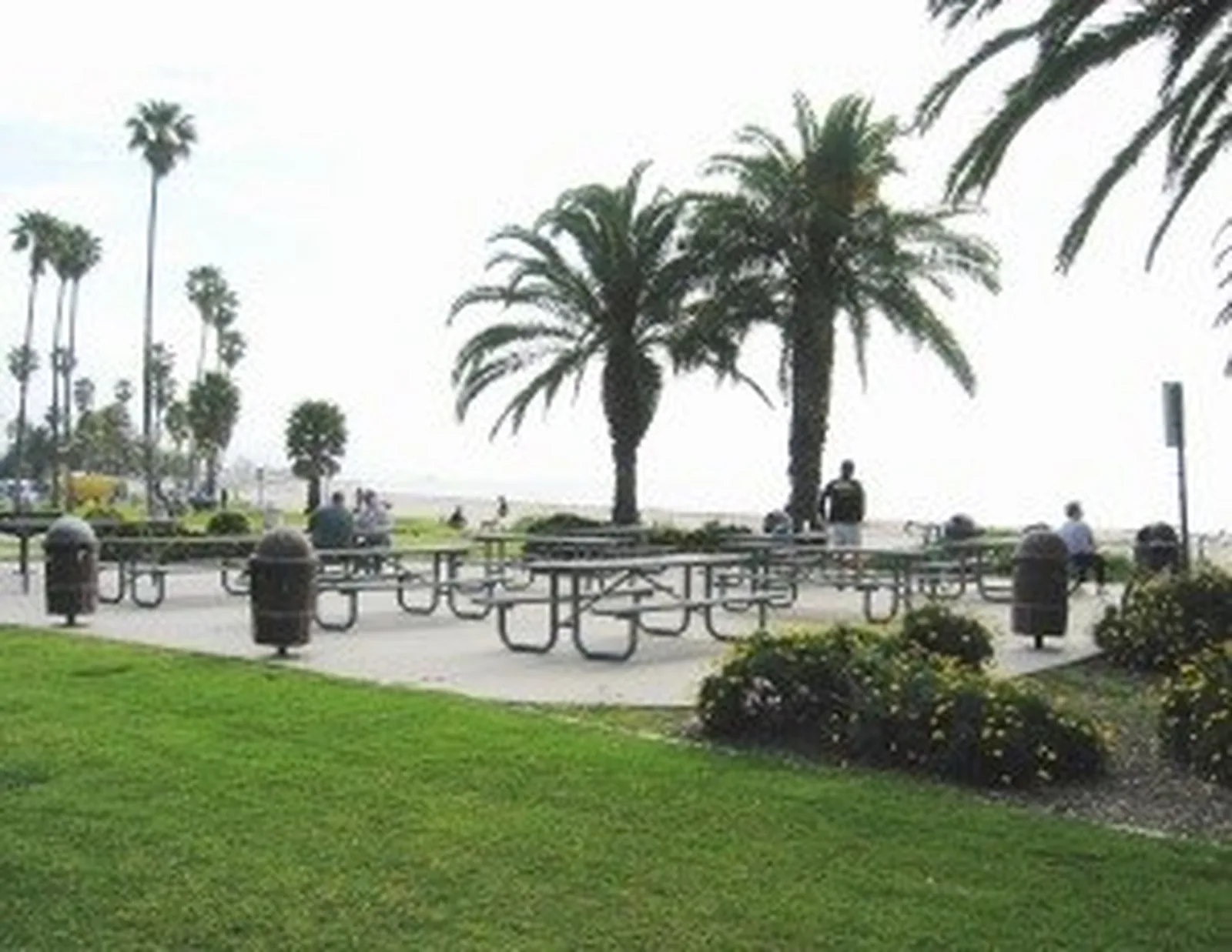Grassy picnic area with palm trees at a Santa Barbara beach park